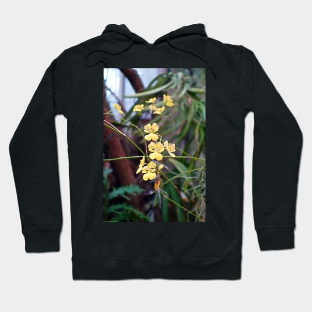 Sherman Gardens Study 16 Hoodie by bobmeyers